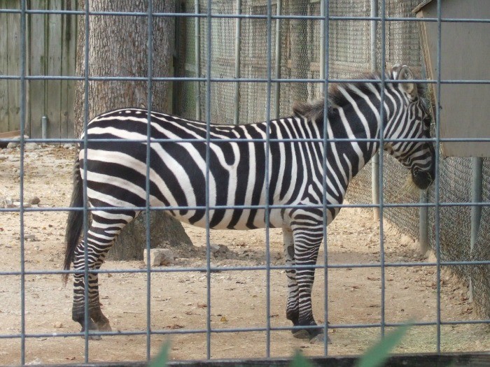 zebra houston zoo